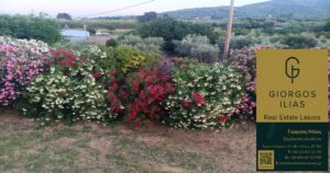 Πωλείται Μονοκατοικία 220τ.μ. Πύργοι Θερμής Μυτιλήνης (3966)