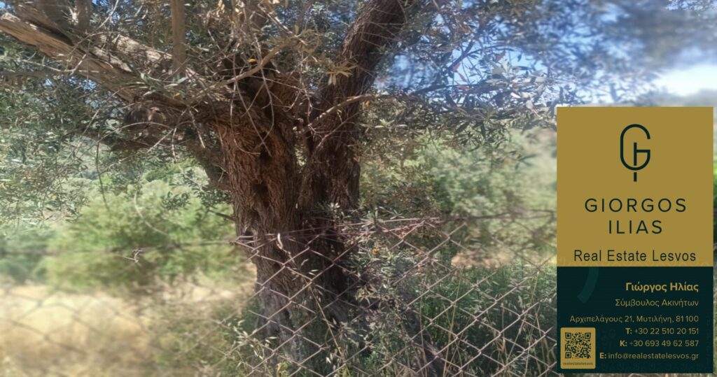 Πωλείται Μονοκατοικία 55τ.μ. στο Παλαιόκηπο Λέσβου (4160)